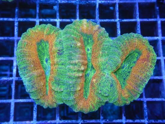 ☆Aussie Mackay☆ Coral Focus便 Pachysepta-Ultra Grade /ハナガタの1種 (10-2)