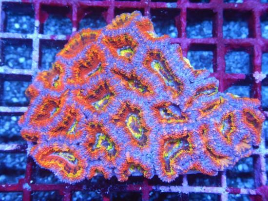 Aussie Mackay Coral Focus Aussie Lord-Rainbow Grade/ȥᥤΣ (10-2)