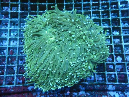 <img class='new_mark_img1' src='https://img.shop-pro.jp/img/new/icons15.gif' style='border:none;display:inline;margin:0px;padding:0px;width:auto;' />☆Aussie Mackay☆ Coral Focus便 Aussie Torch-Green BANANA/ハナサンゴの1種 (10-1)