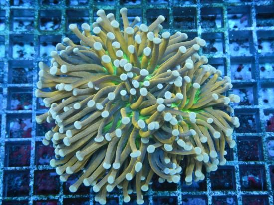 <img class='new_mark_img1' src='https://img.shop-pro.jp/img/new/icons15.gif' style='border:none;display:inline;margin:0px;padding:0px;width:auto;' />☆Aussie Mackay☆ Coral Focus便 Aussie Torch-GOLD with green center/ハナサンゴの1種 (10-2)