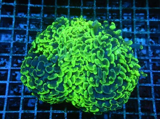 <img class='new_mark_img1' src='https://img.shop-pro.jp/img/new/icons15.gif' style='border:none;display:inline;margin:0px;padding:0px;width:auto;' />☆Aussie Mackay☆ Coral Focus便 Aussie Hammers-two tone/ナガレハナサンゴの1種 (10-1)