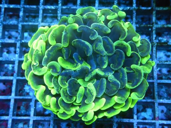 <img class='new_mark_img1' src='https://img.shop-pro.jp/img/new/icons15.gif' style='border:none;display:inline;margin:0px;padding:0px;width:auto;' />Aussie Mackay Coral Focus Aussie Hammers-TwoTone/ʥϥʥ󥴤Σ (11-2)