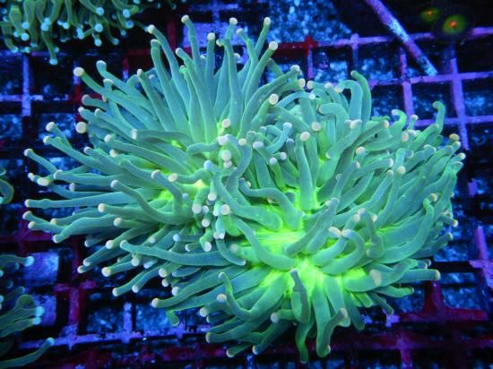 <img class='new_mark_img1' src='https://img.shop-pro.jp/img/new/icons15.gif' style='border:none;display:inline;margin:0px;padding:0px;width:auto;' />Aussie Mackay Coral Focus Aussie Torch-Mint Green/ϥʥ󥴤Σ (11-1)