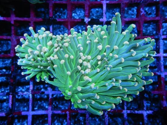 <img class='new_mark_img1' src='https://img.shop-pro.jp/img/new/icons15.gif' style='border:none;display:inline;margin:0px;padding:0px;width:auto;' />Aussie Mackay Coral Focus Aussie Torch-Mint Green/ϥʥ󥴤Σ (11-2)