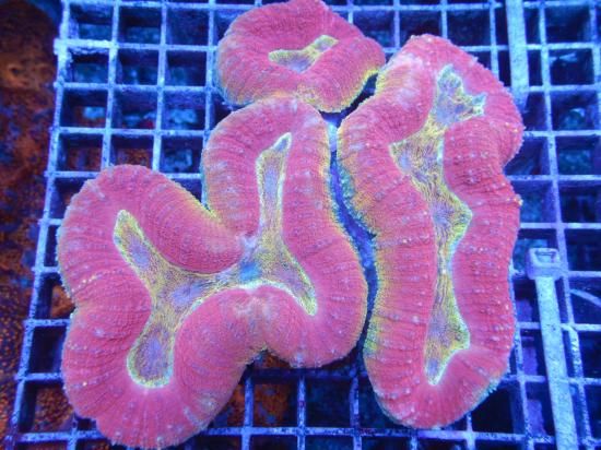 <img class='new_mark_img1' src='https://img.shop-pro.jp/img/new/icons15.gif' style='border:none;display:inline;margin:0px;padding:0px;width:auto;' />Aussie Mackay Coral Focus hemprichii-Ultra Grade /ϥʥΣ (11-1)