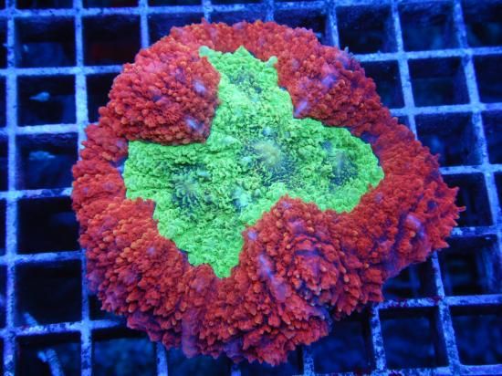 <img class='new_mark_img1' src='https://img.shop-pro.jp/img/new/icons15.gif' style='border:none;display:inline;margin:0px;padding:0px;width:auto;' />Aussie Mackay Coral Focus Symphyllia-Ultra Grade /Υ󥴤Σ (11-1)