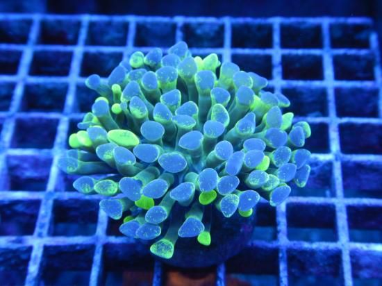 <img class='new_mark_img1' src='https://img.shop-pro.jp/img/new/icons15.gif' style='border:none;display:inline;margin:0px;padding:0px;width:auto;' />ɳΤʤCoral Essentials Aussie Frag/ CE Hammers-TwoTon (11-1 )