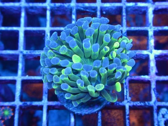 <img class='new_mark_img1' src='https://img.shop-pro.jp/img/new/icons15.gif' style='border:none;display:inline;margin:0px;padding:0px;width:auto;' />ɳΤʤCoral Essentials Aussie Frag/ CE Hammers-TwoTon (11-2 )