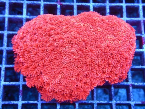 Aussie MackayCoral Focus Goniopora-Red/ϥʥ11-1<img class='new_mark_img2' src='https://img.shop-pro.jp/img/new/icons15.gif' style='border:none;display:inline;margin:0px;padding:0px;width:auto;' />