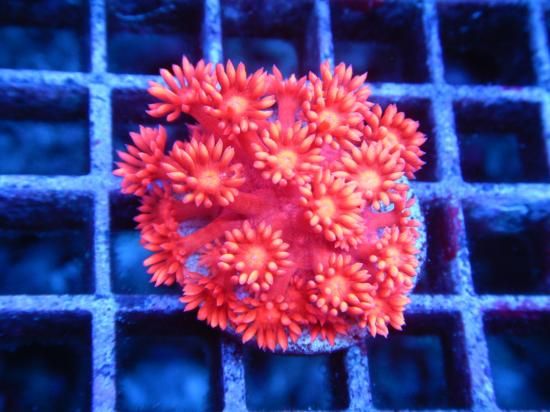 Aussie MackayCoral Focus Goniopora-Red/ϥʥ11-2<img class='new_mark_img2' src='https://img.shop-pro.jp/img/new/icons15.gif' style='border:none;display:inline;margin:0px;padding:0px;width:auto;' />
