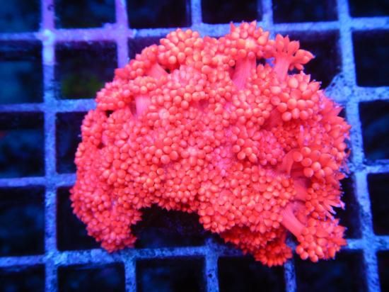 Aussie MackayCoral Focus Goniopora-Red/ϥʥ11-3<img class='new_mark_img2' src='https://img.shop-pro.jp/img/new/icons15.gif' style='border:none;display:inline;margin:0px;padding:0px;width:auto;' />