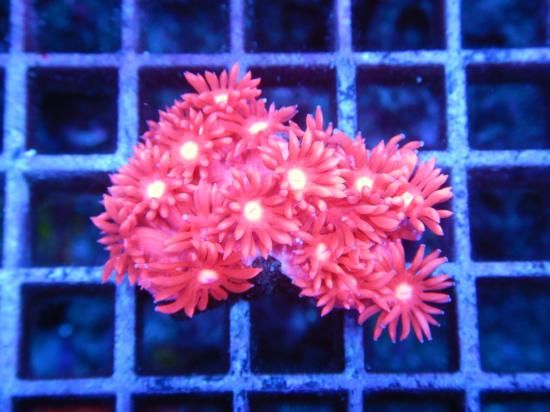 Aussie MackayCoral Focus Goniopora-Red/ϥʥ11-4<img class='new_mark_img2' src='https://img.shop-pro.jp/img/new/icons15.gif' style='border:none;display:inline;margin:0px;padding:0px;width:auto;' />