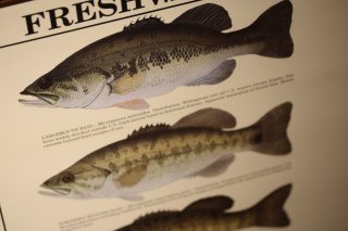 Freshwater Bass of North America Identification Chart / 北アメリカバス識別チャート
