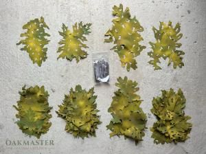 OAK MASTER Autumn Transitional Modules