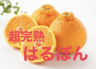 はるぽん - 三代続く石本果樹園みかん直売所