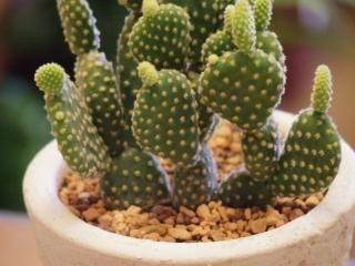 レフトン 美品 ハンド 手 花器 花瓶 ビンテージ サボテン 観葉植物