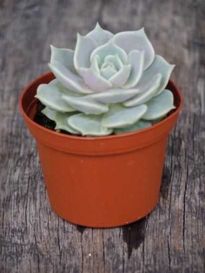 多肉植物 エケベリア　ローラ　大苗　抜き苗　子株付き エケべリア ローラ】多肉植物 2.5号 - The Plant&Flower 植物と花