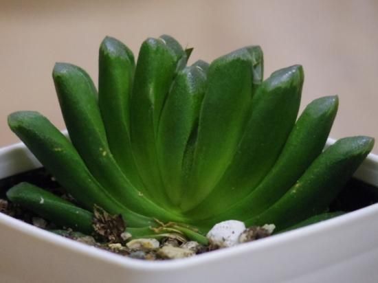 ハオルチア トゥルンカータ（玉扇）】多肉植物 3号 - The