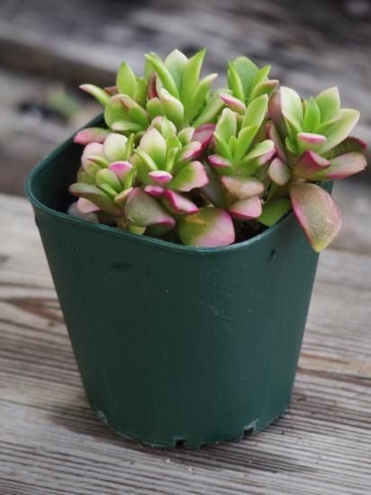 アナカンプセロス 吹雪の松】ルフェッセンス 多肉植物 3号 - The