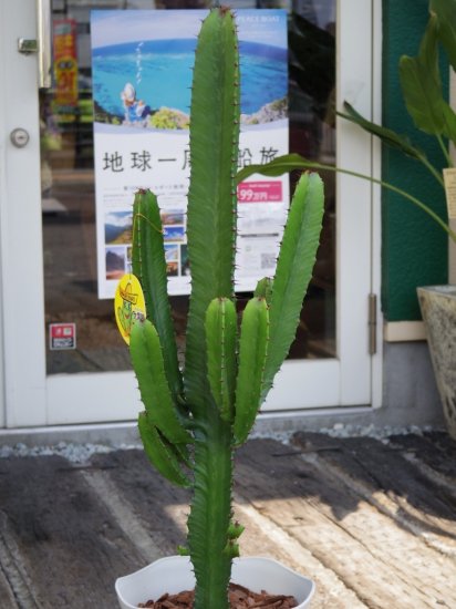 ユーフォルビア 大雲閣（ダイウンカク）】 ７号 - お花屋アイビー ２号店