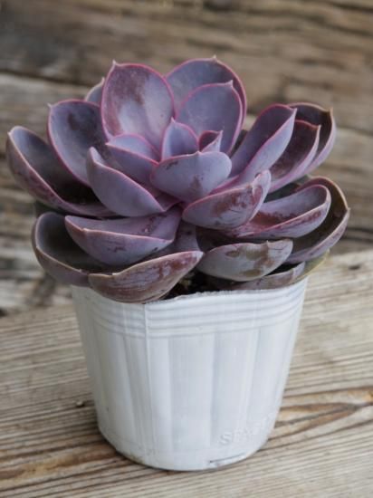 エケべリア パープルパール】多肉植物 3号 - The Plant&Flower 植物と花