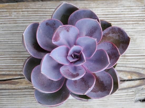 エケべリア パープルパール】多肉植物 3号 - The Plant&Flower 植物と花