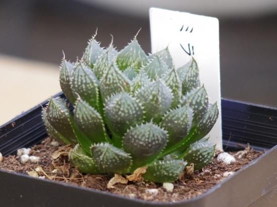 と*)様 多肉植物 ハオルチア ミラーボール錦　 糊斑　変異系 全面窓 特選　超 と*)様 多肉植物 ハオルチア ミラーボール錦 糊斑 変異系 全面窓