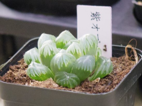 ハオルチア 紫オブツーサ】多肉植物 ３号 - お花屋アイビー ２号店