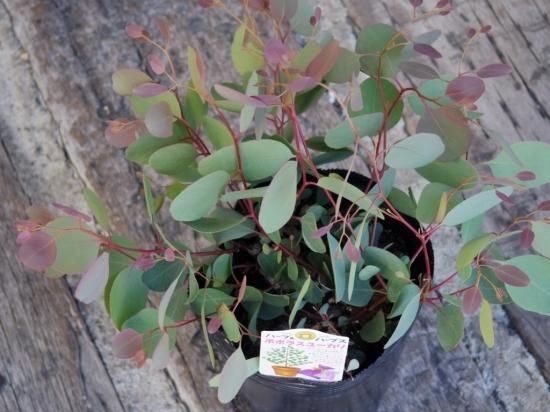 ポポラス　/ 548 ポポラス / 548