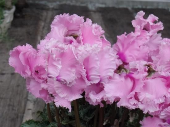 23.4/7発売 ＊hydrangea＊バラメモ おすそ分けセット - メルカリ