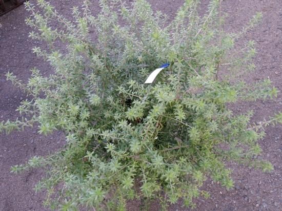 アクエリアンエイジ プリンセスローズマリー VF Arion, Blessed Evil