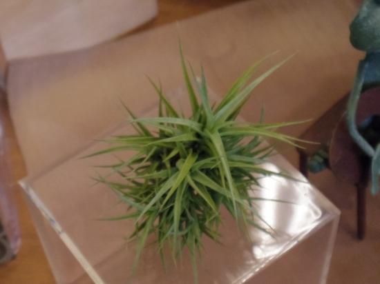 チランジア アエラントス クランプタイプ お花屋アイビー ２号店