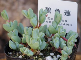 多肉植物 - お花屋アイビー ２号店