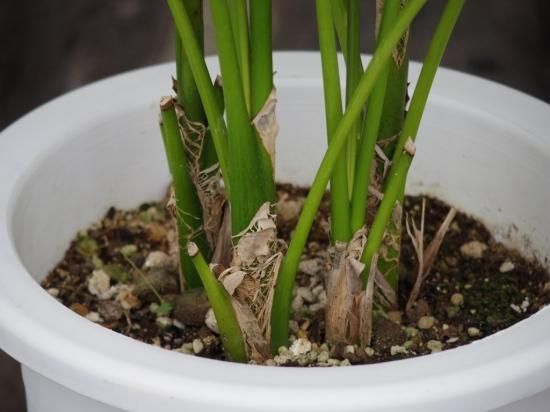 ケンチャヤシ】ヒロハケンチャヤシ 7号 - The Plant&Flower 植物と花