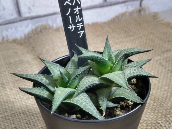 ハオルチア ベノーサ】多肉植物 7.5cmポット - お花屋アイビー ２号店