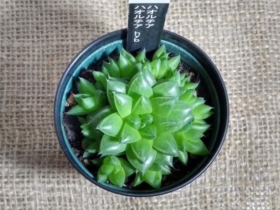 多肉植物　ハオルヤ ハオルヤ,多肉植物ハオルヤ紅葉,ハオルヤ殖やし方,ハオルヤ育て