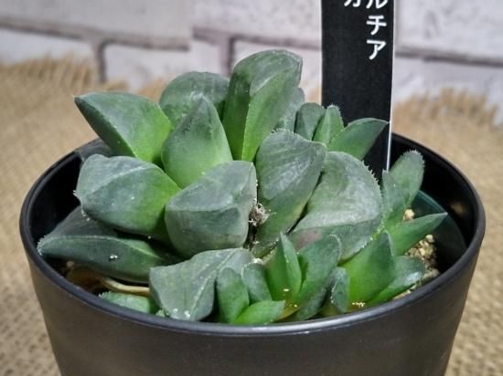 ハオルチア ムチカ】多肉植物 7.5cmポット - お花屋アイビー ２号店