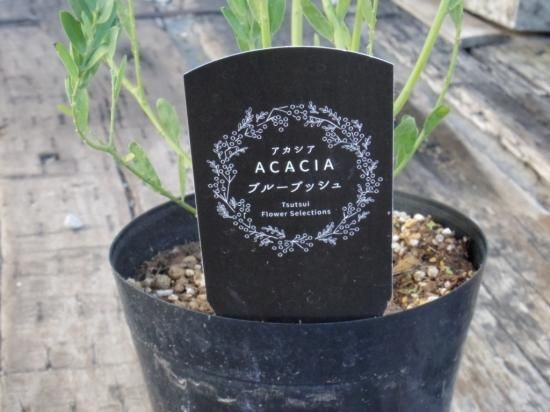 アカシア ブルーブッシュ】5号 - The Plant&Flower 植物と花
