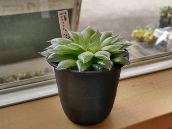ハオルチア デアファナ(ディアファナ)】多肉植物 3号 - お花屋 ハオルチア デアファナ(ディアファナ)】多肉植物 3号 - お花屋
