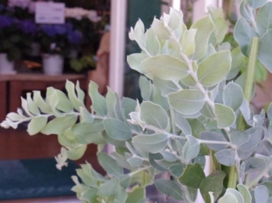 アカシア　パールアカシア　ポダリリーフォリア パールアカシア (アカシア・ポダリリーフォリア) – 取り扱い植物