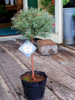 オーストラリアの植物 - お花屋アイビー ２号店