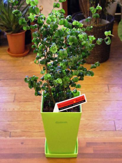 人気急上昇の観葉植物 フィカス ベンジャミナ バロック グリーン ５色のカラーポットから選べます お花屋アイビー ２号店