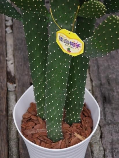 サボテン 墨烏帽子（スミエボシ）】バンザイサボテン 7号 - The