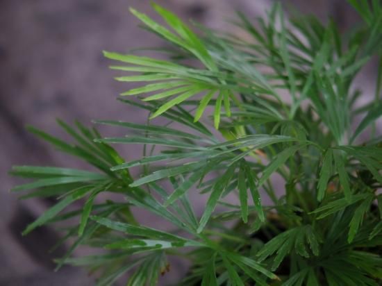 アクティノプテリス オーストラリス】 3号 - The Plant&Flower 植物と花