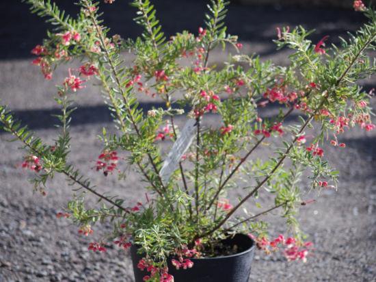 花芽つき♪グレビレア マリーチェリー 鉢植え ネイティブ オージー