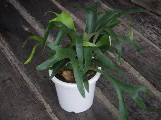 ビカクシダ（コウモリラン） /プラティセリウム・アルシコルネ