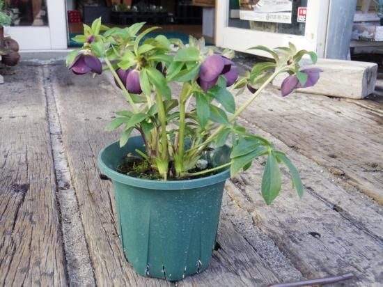 クリスマスローズ ブラックパール】 5号 - The Plant&Flower 植物と花