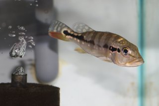 シクリッド - 熱帯魚 通販ネットショップ ナジェール｜熱帯魚・水草・水槽等、観賞魚の通販・販売なら