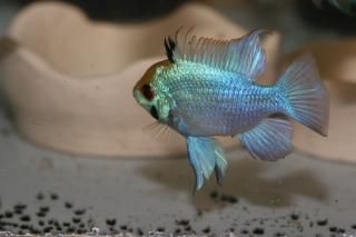 アピストグラマ ラミレジー 熱帯魚 通販ネットショップ ナジェール 熱帯魚 水草 水槽等 観賞魚の通販 販売なら アピストグラマ ラミレジー 熱帯魚 通販ネットショップ ナジェール 熱帯魚 水草 水槽等 観賞魚の通販 販売なら