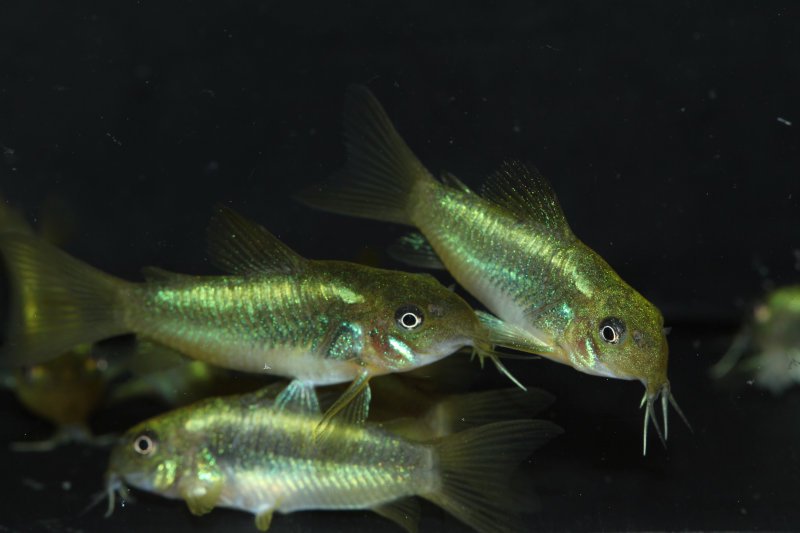 特価品 コリドラス イルミネータスグリーン ブリード 蛍光色がキレイ 熱帯魚 コリドラス